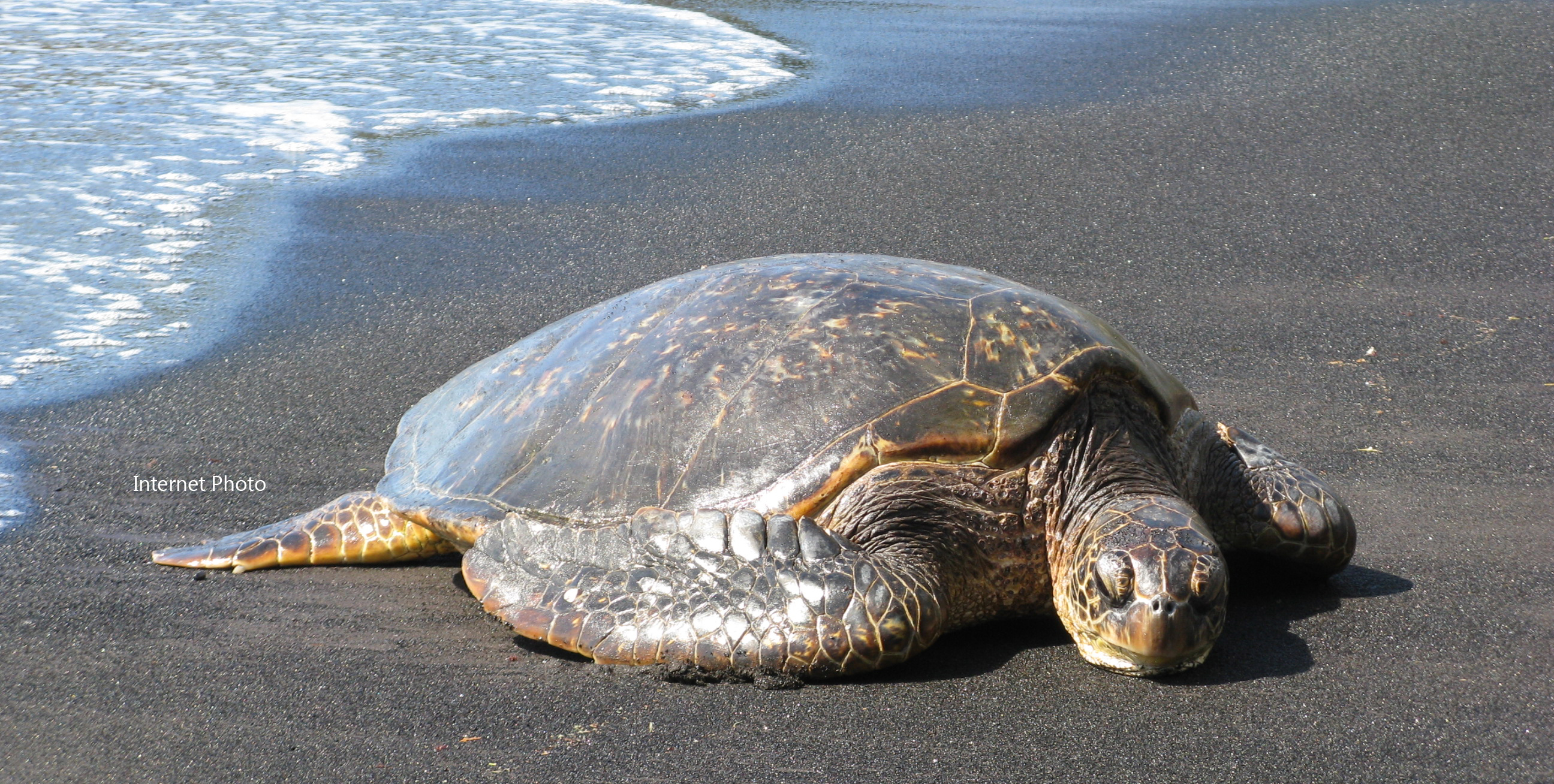 Черепаха медленно ползет. Панцирь черепахи Каретта. Черепашки на берегу. Морская черепаха.